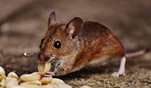 24 Hour & Emergency Exterminators in Cadiz, KY